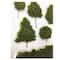 Realistic Tree Stickers By Recollections&#x2122;